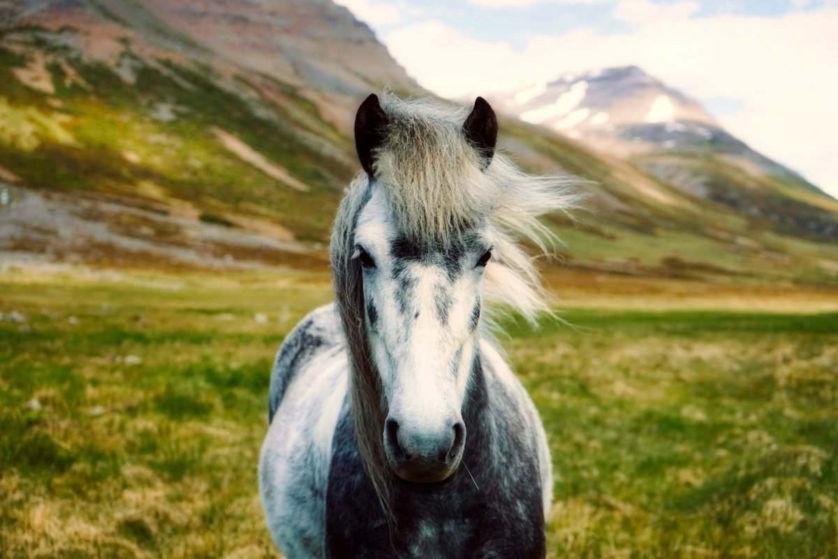 Pony Island